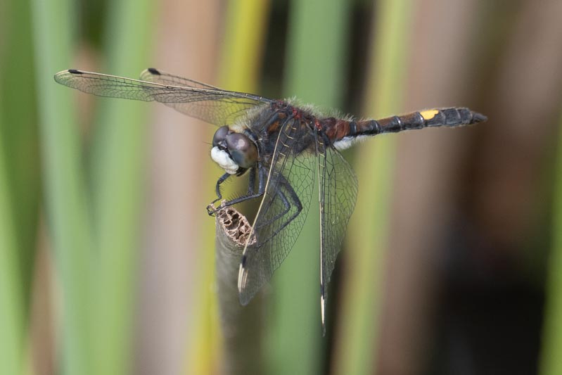 Leucorrhinia pectoralis (Yellow-spotted Whiteface)-6.jpg